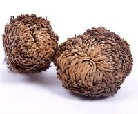 Rose of Jericho